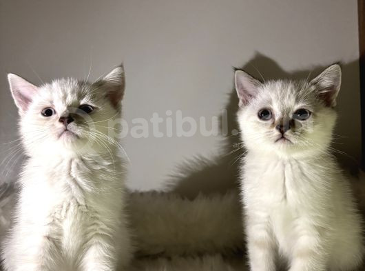 Özel Ayı Surat Blue Point Yavrularım Uyguna