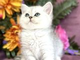 British Shorthair Silver