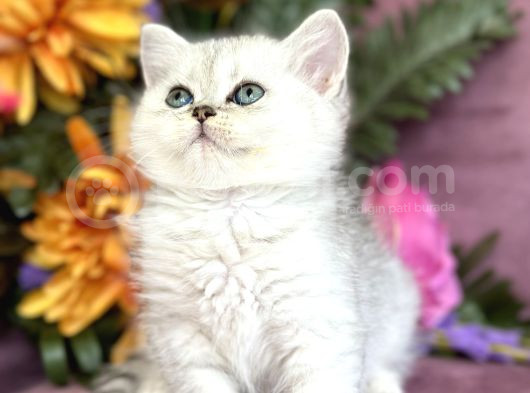 British Shorthair Silver görsel