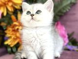 British Shorthair Silver