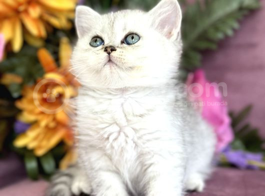 British Shorthair Silver görsel