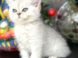 British Shorthair Silver