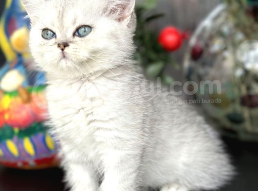 British Shorthair Silver görsel