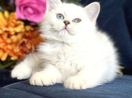 British Shorthair Silver görsel