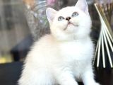 British Shorthair Silver