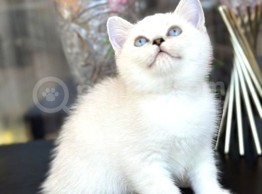 British Shorthair Silver görsel