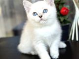 British Shorthair Silver