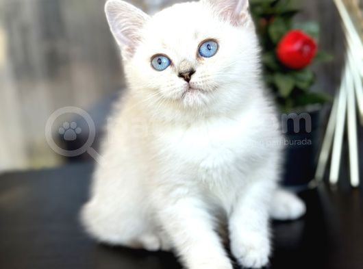 British Shorthair Silver görsel