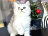 British shorthair silver