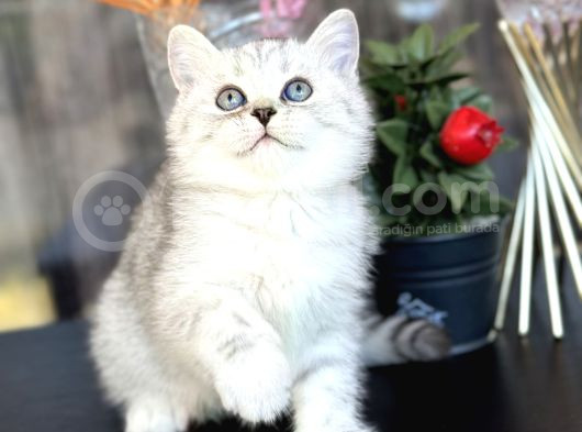 British Shorthair Silver
