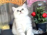 British Shorthair Silver