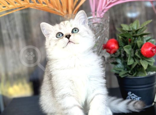 British Shorthair Silver görsel