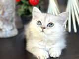 British Shorthair Silver