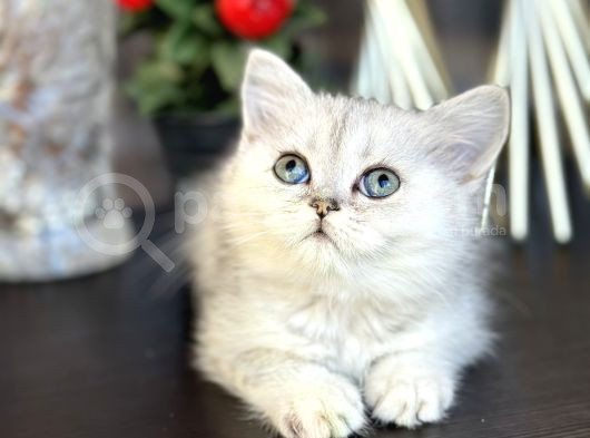 British Shorthair Silver görsel