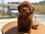 Petmode köpek çiftliğinde ziyarete açık redbrown toy poodle