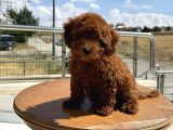 Petmode Köpek Çiftliğinde Ziyarete Açık Redbrown Toy Poodle