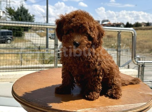 Petmode Köpek Çiftliğinde Ziyarete Açık Redbrown Toy Poodle görsel