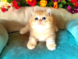 Lisanslı Üretim Evinden British Shorthair Golden Yavrular