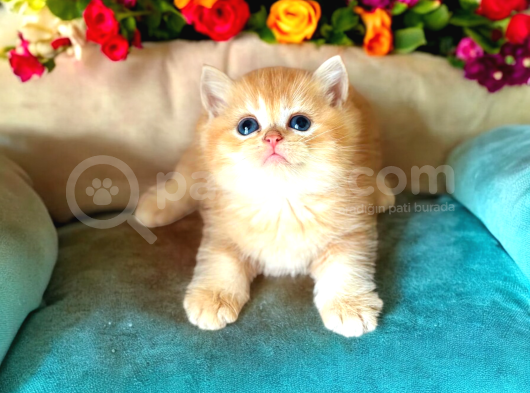 Lisanslı Üretim Evinden British Shorthair Golden Yavrular görsel