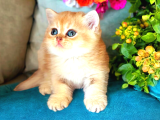 Lisanslı Üretim Evinden British Shorthair Golden Yavrular