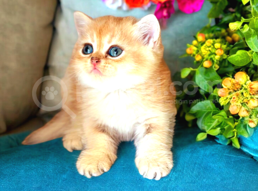 Lisanslı Üretim Evinden British Shorthair Golden Yavrular görsel