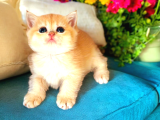 Lisanslı Üretim Evinden British Shorthair Golden Yavrular