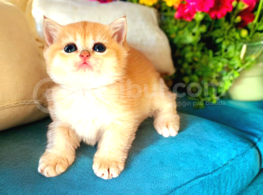Lisanslı Üretim Evinden British Shorthair Golden Yavrular görsel