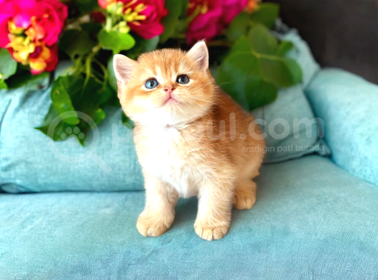 Lisanslı Üretim Evinden British Shorthair Golden Yavrular görsel