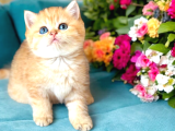 Lisanslı Üretim Evinden British Shorthair golden yavrular
