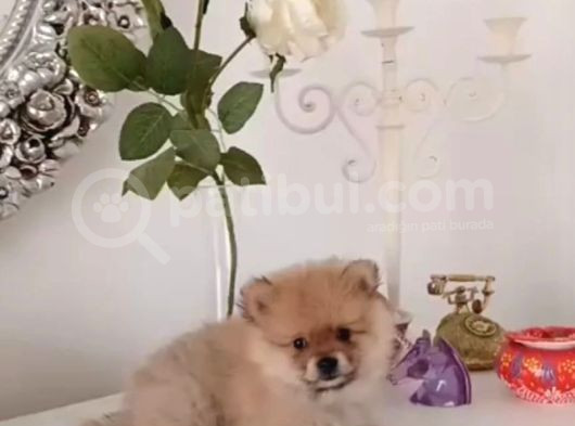 Pomeryan  Bebisler  Sıfır  Boy  Ilk  Asilari  Yapildi Uygun