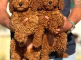 Petmode Köpek Çiftliğinde Ziyarete Açık Redbrown Toy Poodle