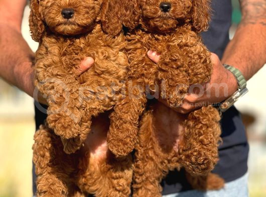 Petmode Köpek Çiftliğinde Ziyarete Açık Redbrown Toy Poodle görsel