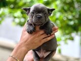 Irk Ve Sağlık Garantili Frenc Bulldog Yavrular