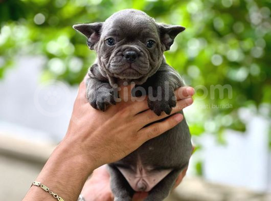 Irk Ve Sağlık Garantili Frenc Bulldog Yavrular görsel