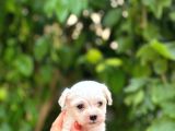 MALTESE YAVRULAR