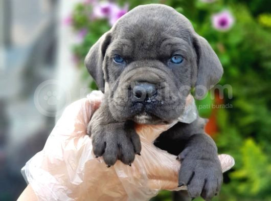 Cane Corso Yavru
