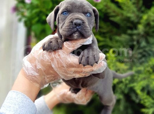 Cane Corso Yavru görsel