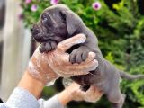 Cane Corso Yavru