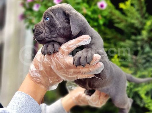 Cane Corso Yavru görsel