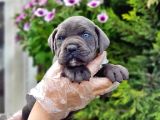 Cane Corso Yavru