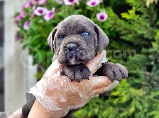 Cane Corso Yavru görsel