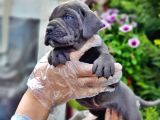 Cane Corso Yavru