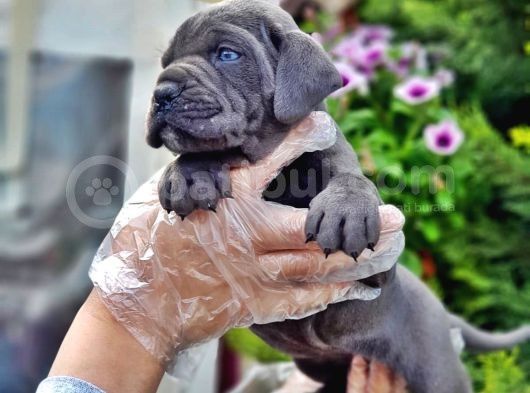 Cane Corso Yavru görsel