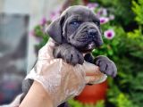 Cane Corso Yavru