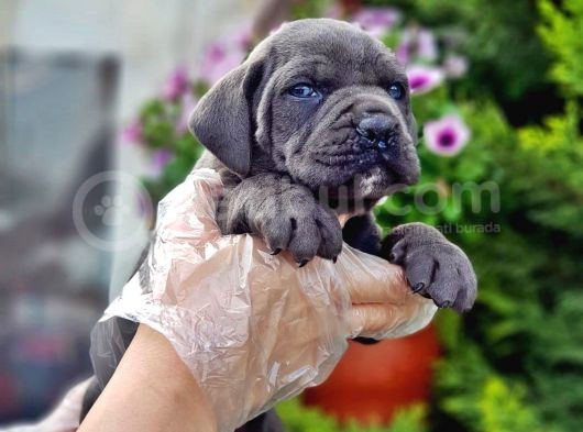 Cane Corso Yavru görsel