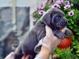 Cane Corso Yavru
