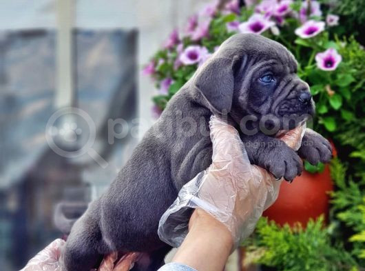 Cane Corso Yavru görsel
