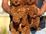 Petmode Köpek Çiftliğinde Ziyarete Açık Redbrown Toy Poodle