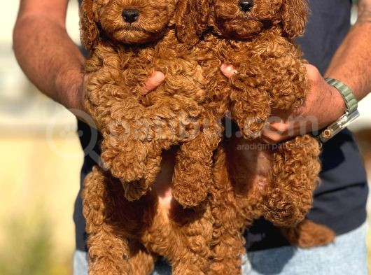Petmode Köpek Çiftliğinde Ziyarete Açık Redbrown Toy Poodle görsel