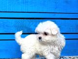 Maltese Yavrular